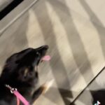 Katie Leclerc Instagram - Lazy or Genius? #JoeyDog #australianshepherd #scooter #run #lazy #genius #dogs #dogsofinstagram #lifehack #goodgirl #fast