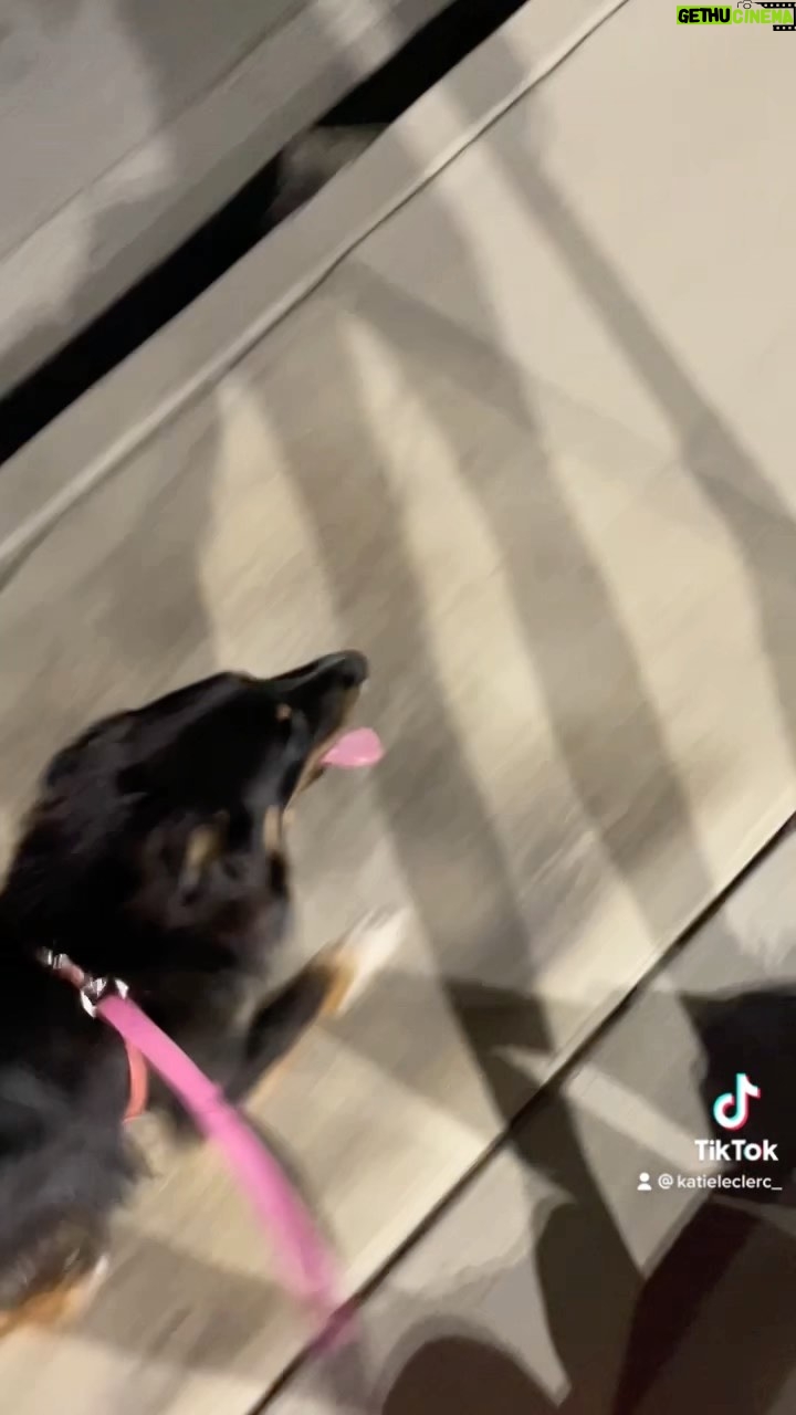 Katie Leclerc Instagram - Lazy or Genius? #JoeyDog #australianshepherd #scooter #run #lazy #genius #dogs #dogsofinstagram #lifehack #goodgirl #fast