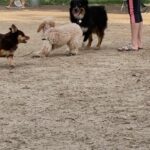 Katie Leclerc Instagram - dog boots = extra speed