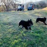 Katie Leclerc Instagram - Joey loves Texas #australianshepherd #lakeswim #dogsofinstagram #texas #sheneedsabath San Antonio, Texas