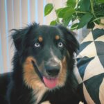 Katie Leclerc Instagram - #nationaldogday vibes