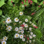 Katie Leclerc Instagram - Amsterdam photo dump number 1: Just the flowers (last pic from @joeydeboer !!) Amsterdam, Netherlands