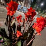 Katie Leclerc Instagram - Amsterdam photo dump number 1: Just the flowers (last pic from @joeydeboer !!) Amsterdam, Netherlands