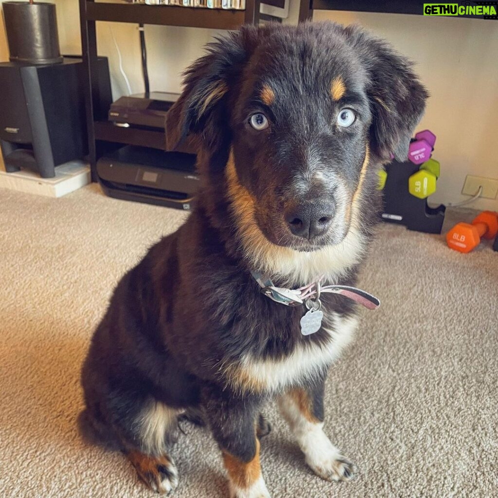 Katie Leclerc Instagram - Meet my new best friend Jolene! (She goes by Joey!) She hates elevators and loves running, she’s got the most stunning eyes and she wags her whole butt when she’s excited! We’ve only known each other for 6 days and I’m already so in love! 😍😍 #campingbuddy #australianshepherd #puppylove