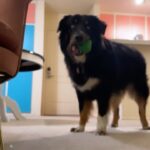 Katie Leclerc Instagram - 🐶🎾💨🤩
