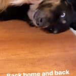 Katie Leclerc Instagram - I love when she’s belly up! #JoeyGirl