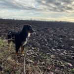 Katja Riemann Instagram - Unser neues Familienmitglied. ❤️ Otto. Mein Fosterhund. Er kam bereits mit dem Namen und heisst also von vorn wie von hinten gleich, was man bei mir nun wirklich nicht sagen kann: Ajtak…🙄 Er traut sich noch nicht über die Türschwelle, von beiden Richtungen her.. aber zusammen werden wir das meistern. Wie das so ist mit dem Mut, den man haben soll und der weniger herausfordernd und furchteinflößend wirkt, wenn man die Mission nicht allein zu bewältigen hat. Wir alle lieben ihn jetzt schon sehr, gerade weil er so zart und zärtlich, so vorsichtig und schreckhaft ist… @sodasweetlike @paularomy38