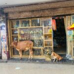 Katja Riemann Instagram - Mcleodganj. Dharamsala. Nordinien. Es regnet wie ein Spezialeffekt, die schlauen Tierchen stellen sich unter.. Inzwischen ist auch der Strom flächendeckend ausgefallen. Ich bin hier, um ein Theaterprojekt zu sehen, zu begleiten, davon zu lernen und darüber zu schreiben, das mit Exiltibeter.innen von einem deutschen Regisseur inszeniert wird. Das Thema sind die Selbstverbrennungen tibetischer Nonnen aus dem Jahr 2010. In Dharamsala lebt eine grosse tibetische community. Und auch der Dalai Lama, wie vermutlich alle wissen… Mcleod Gunj, Dharmshala