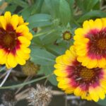 Katja Riemann Instagram - Ich danke euch und Ihnen von Herzen für die vielen guten Wünsche!!🙏🏽 Meine Blumen im November. #motherearth #life EARTH