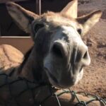 Kell Brook Instagram – ‪So @dillianwhyte vs @derekwarchisora II has been made 👌🏾 ‬ .
.
‪… a few key questions:‬ ‪
.
.
1) Repeat or Revenge?‬
‪2) Who is the Donkey Now?! 🤔
.
.
‬ #Boxing #LetsGoooooooo Fuerteventura, Canarias, Spain