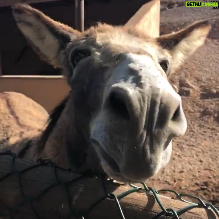 Kell Brook Instagram - ‪So @dillianwhyte vs @derekwarchisora II has been made 👌🏾 ‬ . . ‪... a few key questions:‬ ‪ . . 1) Repeat or Revenge?‬ ‪2) Who is the Donkey Now?! 🤔 . . ‬ #Boxing #LetsGoooooooo Fuerteventura, Canarias, Spain