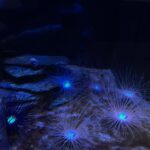 Ken Lertsittichai Instagram - ATOA : AQUARIUM X ART🐠🪼🔮 KOBE 🇯🇵 #japan #aquarium #kobe アトア atoa kobe