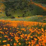 Kenneth Mitchell Instagram - Marinating in the wonderment of the Poppy Super Blooms with my #StarTrek buddy @couttsemily #LLAP #StarTrekDiscovery 🧡 Walker Canyon Poppy Fields
