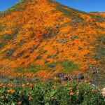 Kenneth Mitchell Instagram - Marinating in the wonderment of the Poppy Super Blooms with my #StarTrek buddy @couttsemily #LLAP #StarTrekDiscovery 🧡 Walker Canyon Poppy Fields