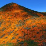 Kenneth Mitchell Instagram - Marinating in the wonderment of the Poppy Super Blooms with my #StarTrek buddy @couttsemily #LLAP #StarTrekDiscovery 🧡 Walker Canyon Poppy Fields