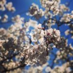 Kensho Ono Instagram - 春ですね🌸 やっぱり東京タワー好きだな🗼🙆‍♂️