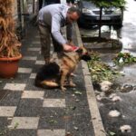 Kerem Fırtına Instagram - Sokak köpeğini tarayan esnafı seviyoruz.
