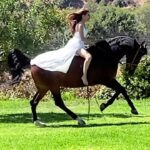 Kerri Kasem Instagram – Yesterday’s photoshoot with @mattcali_photography for @era.australia was magical! ✨

Thanks @barn_mom_chronicles for letting me ride your beautiful Andalusian champion show horses!

A big thank you to the whole team!
@eloise.nuyda
@fayeecalloway 

Rene Rojas @cosmo1234
Lorraine Rojas @lorlefty

@sky_is_dlimit – white dress

#andalusian #whitedress #horse #horsegirl #horsephotography