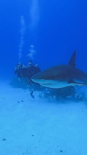 Kerri Kasem Instagram - Diving with Sharks!

Shooting Surviving Mann All Stars,  50 miles off the coast of Belize, with @aggressoradventures for @americanstoriestv! 

We got to dive at one of the most famous spots in the world, the #bluehole. 

#ScubaDiving #Shark #Belize #aggressorliveaboards