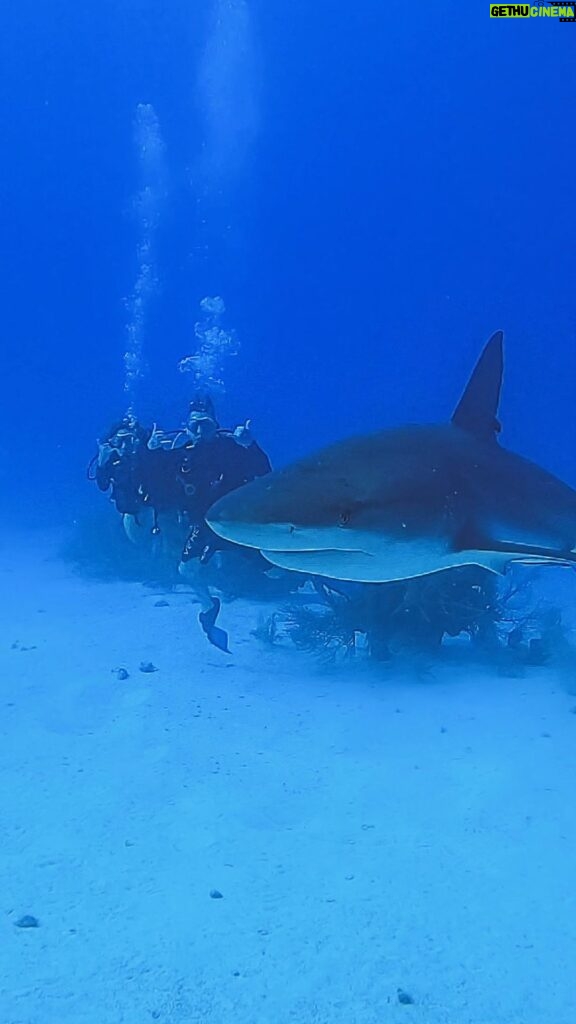 Kerri Kasem Instagram - Diving with Sharks! Shooting Surviving Mann All Stars, 50 miles off the coast of Belize, with @aggressoradventures for @americanstoriestv! We got to dive at one of the most famous spots in the world, the #bluehole. #ScubaDiving #Shark #Belize #aggressorliveaboards