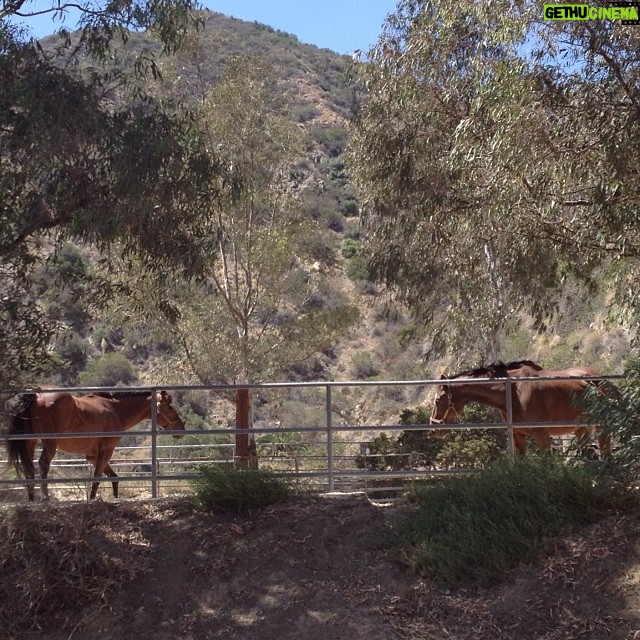 Kerry Condon Instagram - My babies #horses #heaven #happydays