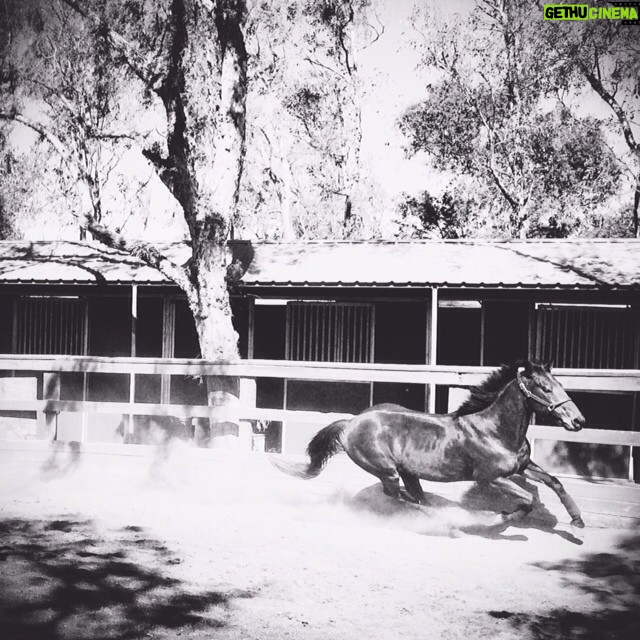 Kerry Condon Instagram - California dreaming....#horses #homesick