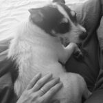 Kerry Condon Instagram - Dog sitting again. I'm like Francis of Assisi! #jackrussell