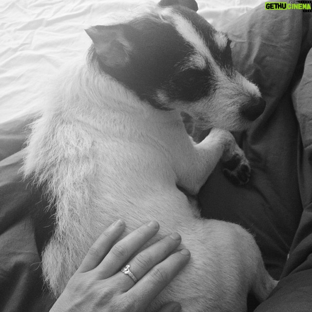 Kerry Condon Instagram - Dog sitting again. I'm like Francis of Assisi! #jackrussell