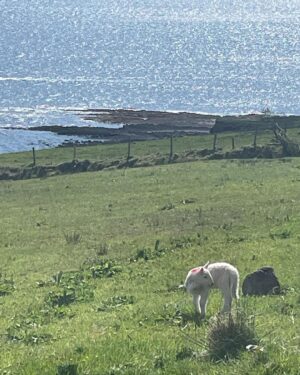 Kerry Condon Instagram - It’s very difficult to concentrate on work right now cos there are BABY LAMBS EVERYWHERE!!! 🇮🇪🍀