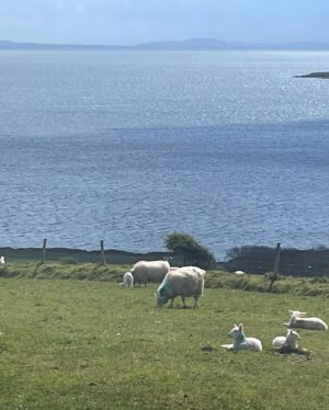 Kerry Condon Instagram - It’s very difficult to concentrate on work right now cos there are BABY LAMBS EVERYWHERE!!! 🇮🇪🍀
