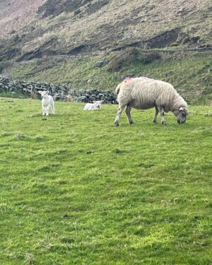 Kerry Condon Instagram - It’s very difficult to concentrate on work right now cos there are BABY LAMBS EVERYWHERE!!! 🇮🇪🍀