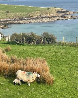 Kerry Condon Instagram - It’s very difficult to concentrate on work right now cos there are BABY LAMBS EVERYWHERE!!! 🇮🇪🍀