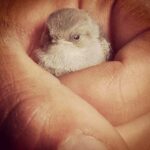 Kerry Condon Instagram – Found this injured baby bird today, now trying to save it 🙏🐣