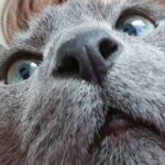 Kim Hee-chul Instagram - 15살 희범이🐱🐈💛 . . #희범 #Heebum #러시안블루 #RussianBlue