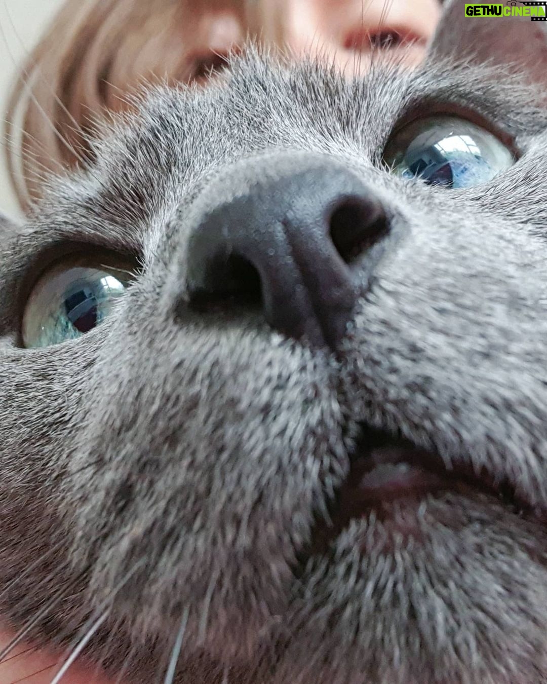 Kim Hee-chul - 468.6K Likes - 15살 희범이🐱🐈💛
.
.
#희범 #Heebum #러시안블루 #RussianBlue