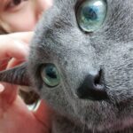 Kim Hee-chul Instagram - 15살 희범이🐱🐈💛 . . #희범 #Heebum #러시안블루 #RussianBlue