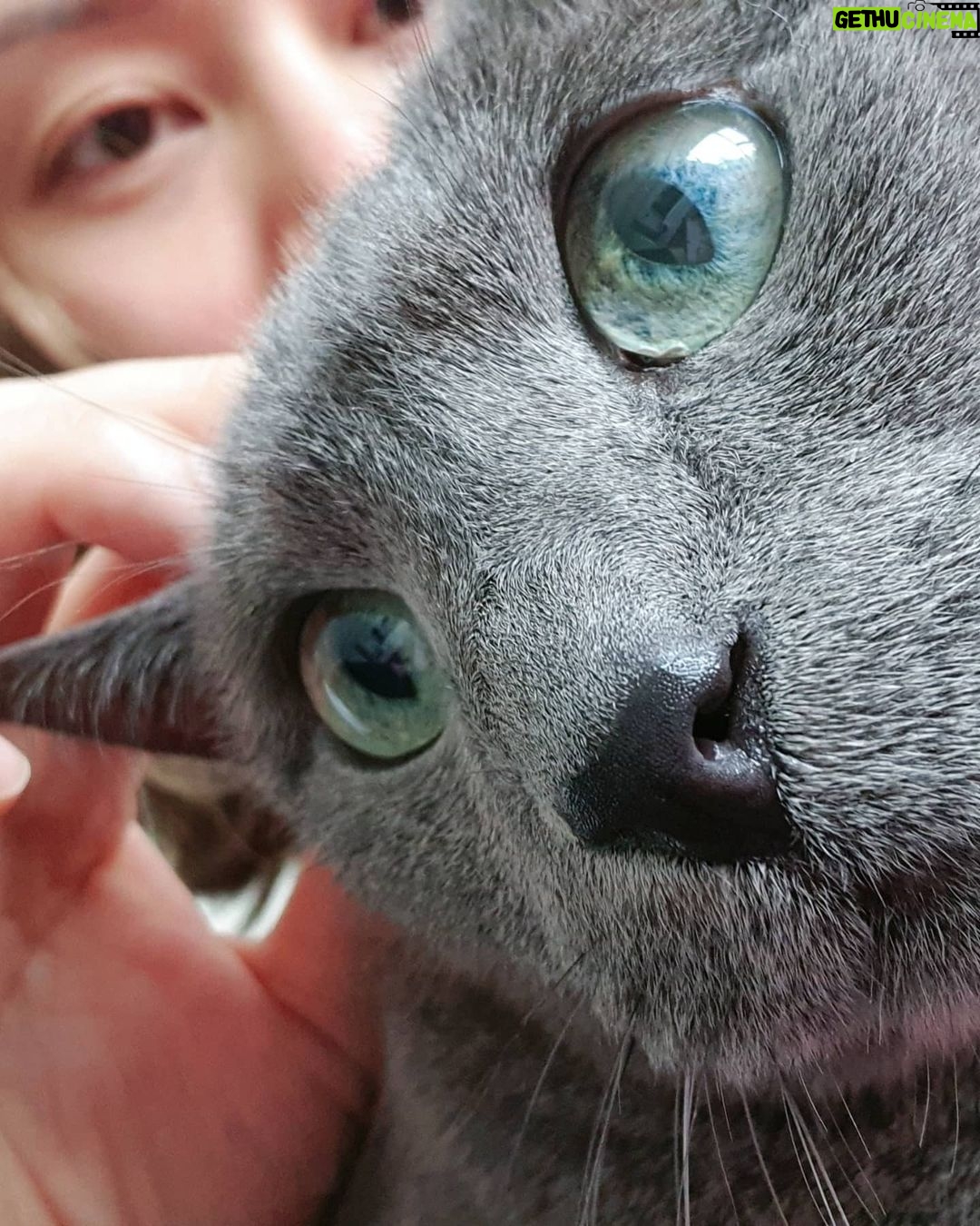 Kim Hee-chul - 468.6K Likes - 15살 희범이🐱🐈💛
.
.
#희범 #Heebum #러시안블루 #RussianBlue