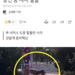Kim Ji-min Instagram - 확 진짜 전세계적인 미개한 서커스를 중단시킬 방법 없을까.. 똑같이 매질 당해봐야 동물 입장을 알까.. 서커중 사자가 장애물에 낀모습에 관객이 박장대소 했댄다 사람이라면 못 웃는다..고로 사람이 아니었겠군! #동물원가지않기#동물서커스중단#동물관광금지#미개한행동#자연으로🙏🏻