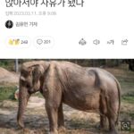 Kim Ji-min Instagram - 25년간 사람들을 태우며 관광상품이 되었던 코끼리 결국 척추뼈가 내려앉고서야 자유가... 인간이 제일 잔인하다 제발 해외놀러가서 동물타는 관광좀 중단해주세요 그러기위해 태어난 생명이 아니에요 널리 좀 알려주세요 여러분 도와주세요🙏🏻 #해외여행#관광#코끼리#상품아님#동물학대#본인에게그대로돌아옴