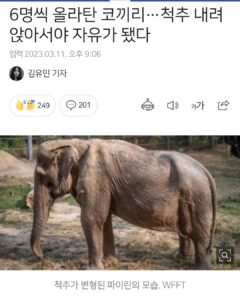 Kim Ji-min Instagram - 25년간 사람들을 태우며 관광상품이 되었던 코끼리 결국 척추뼈가 내려앉고서야 자유가... 인간이 제일 잔인하다 제발 해외놀러가서 동물타는 관광좀 중단해주세요 그러기위해 태어난 생명이 아니에요 널리 좀 알려주세요 여러분 도와주세요🙏🏻 #해외여행#관광#코끼리#상품아님#동물학대#본인에게그대로돌아옴