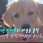 Kim Ji-min Instagram - 오구오구 내새끼 자랑해줘염🦮 EBS2 토요일 오후7시20분 EBS1 일요일 오전11시25분 #오구오구내새끼#내새끼자랑#반려동물#사지말고입양하세요