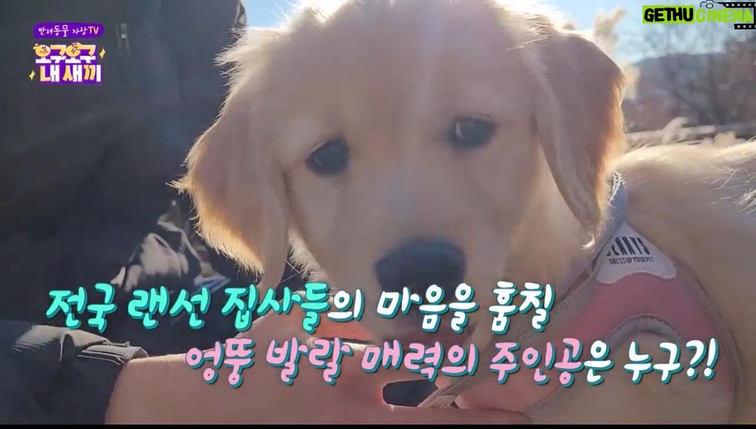 Kim Ji-min Instagram - 오구오구 내새끼 자랑해줘염🦮 EBS2 토요일 오후7시20분 EBS1 일요일 오전11시25분 #오구오구내새끼#내새끼자랑#반려동물#사지말고입양하세요