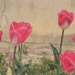 Kim So-hyun Instagram - 봄🌷