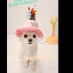 Kim So-hyun Instagram - 몽숙이 어제 생일이었어요!! 늦었지만 생일 축하해♥️😘