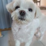 Kim So-hyun Instagram - 모두 힘든 시기를 보내고 계실텐데 함께 힘내요!! 몽숙이보고 힘내세요♥️