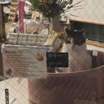 Kim So-hyun Instagram - 🐈‍⬛ 🐈