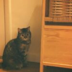 Kim Soy Instagram – 설맞이 우리 마고 선물! A lunar new year gift for my cat

하우스, 숨숨집, 캣타워, 스크래쳐를 하나로 합친 4 in 1 제품 
by @in_a_piece 🐈🐈‍⬛ 
목수 집사님이 직접 수제작 하시는 제품이라 커스텀도 가능해요.
마고가 잘 사용하고 있고
일단 나무 색깔과 모양이 예뻐서 집사도 무척 만족하고 있습니다 :-)

마고도 새해 복 많이 받자아아