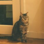 Kim Soy Instagram – 설맞이 우리 마고 선물! A lunar new year gift for my cat

하우스, 숨숨집, 캣타워, 스크래쳐를 하나로 합친 4 in 1 제품 
by @in_a_piece 🐈🐈‍⬛ 
목수 집사님이 직접 수제작 하시는 제품이라 커스텀도 가능해요.
마고가 잘 사용하고 있고
일단 나무 색깔과 모양이 예뻐서 집사도 무척 만족하고 있습니다 :-)

마고도 새해 복 많이 받자아아