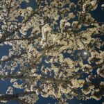 Kim Yi-kyeong Instagram - 낮 보다는 밤에 🌸