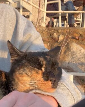 Kim Young-dae Instagram - 🐱🥰